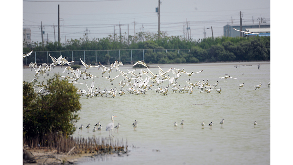 永安濕地為臺灣重要野鳥棲地之一(洪健恆提供)。 